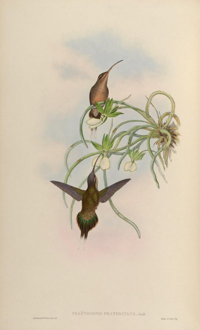 Phaethornis fraterculus = Phaethornis superciliosus superciliosus by John Gould